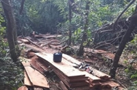  Ao chegar na propriedade, os agentes ambientais perceberam o ruído característico de uma motosserra em meio a um fragmento de mata nativa (Foto: Divulgação)