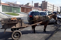 Vereadores irão votar na segunda-feira um projeto que busca proibir a circulação de carroças nas ruas de Votuporanga (Foto: Prefeitura de Curitiba)