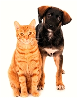 Votuporanga Feira de Adoção de Animais neste sábado