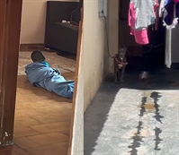 Ao verificarem uma denúncia de maus-tratos a animais, os policiais civis encontraram também uma criança abandonada (Foto: Divulgação)