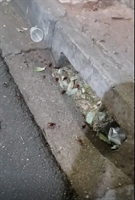 Um morador encaminhou para o A Cidade um vídeo relatando uma infestação de baratas no centro de Votuporanga (Foto: Reprodução)