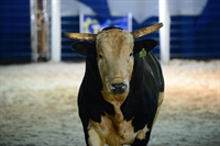Acesso Negado começa uma nova etapa na carreira após uma sequência de vitórias em todos os campeonatos de base dos quais participou. Festa será realizada de 8 a 11 de maio, no Centro de Eventos "Helder Henrique Galera", em Votuporanga  (Foto: Divulgação)