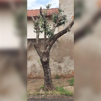 O aumento das podas drásticas de árvores em Votuporanga levou a Saev a fechar o cerco contra essa prática e notificar moradores (Foto: Saev)