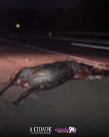O motorista da carreta não sofreu ferimentos. No entanto, o animal morreu na hora devido ao impacto da colisão (Foto: Divulgação)