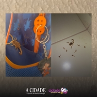 Moradores de Votuporanga têm relatado pânico com a infestação de escorpiões em toda a cidade (Foto: Redes sociais)