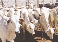 Ao todo, 54 cabeças de gado desapareceram da propriedade rural de Votuporanga e um boletim de ocorrência foi registrado (Foto: Reprodução)