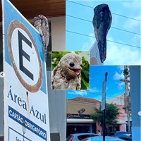 Em algumas tradições folclóricas, o urutau é visto como uma criatura mágica capaz de se transformar  (Foto: Instagram/Master Papelaria)