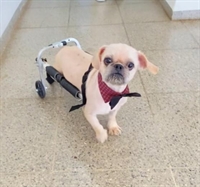 Animal está disponível para adoção na Clínica Veterinária Municipal (Foto: Prefeitura de Votuporanga) 