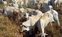 Encontro de Produtores Rurais busca fortalecer a atividade rural na região; inscrições terminam nesta quarta