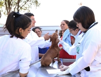 Curso de Medicina Veterinária da Unifev realiza nova ação no Palmeiras I, neste dia 15