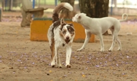 Leishmaniose: 29 cães são resgatados na zona Norte de Votuporanga, 3 serão sacrificados e idosa é contaminada