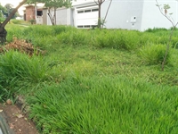 Prefeitura arrecada mais de R$ 160 mil com multas a terrenos sujos em Votuporanga