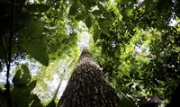Objetivo da iniciativa é estimular o desenvolvimento de um mercado voluntário de créditos de carbono verde no Brasil (Foto: Marcelo Camargo/Agência Brasil)