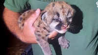  O filhote de onça-parda foi encontrado em meio a um canavial numa fazenda de Mira Estrela; Polícia Ambiental fez o resgate (Foto: Polícia Ambiental)