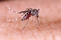Catanduva confirma quarta morte por dengue em 2024