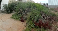Prefeitura notifica proprietários para a limpeza de terrenos em Votuporanga (Foto: Prefeitura de Votuporanga)
