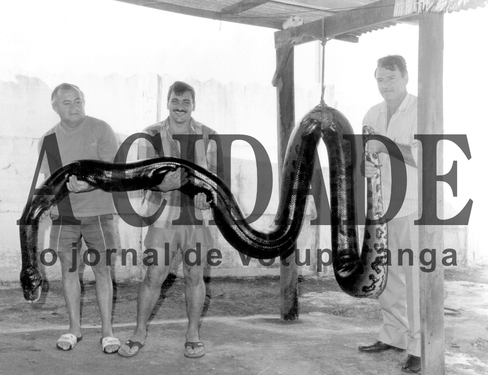 Essa cobra foi encontrada (e fotografada) nas margens do rio São José dos Dourados, no ano de 1986, no conhecido trecho chamado “Braço Morto”. Quem aparece na foto levantando a cobra são os policiais militares José Ferreira (soldado Ferreira), Nílson Faria de Lima (soldado Lima) e José Pereira (cabo Pereira). Nos tempos atuais o São José ainda é reduto de muitas sucuris.